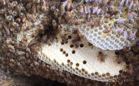 蜜蜂築巢原因 種菜容器